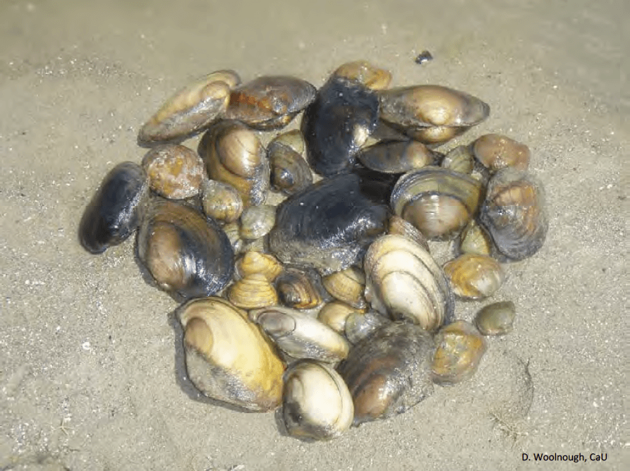Grand River Waterway Unionid Mussel Survey Report March 2019